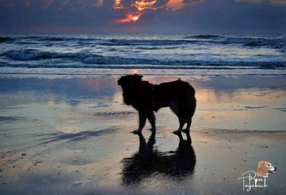 Dogorama Foto Challenge - Dämmerung-Beitrag-Bild