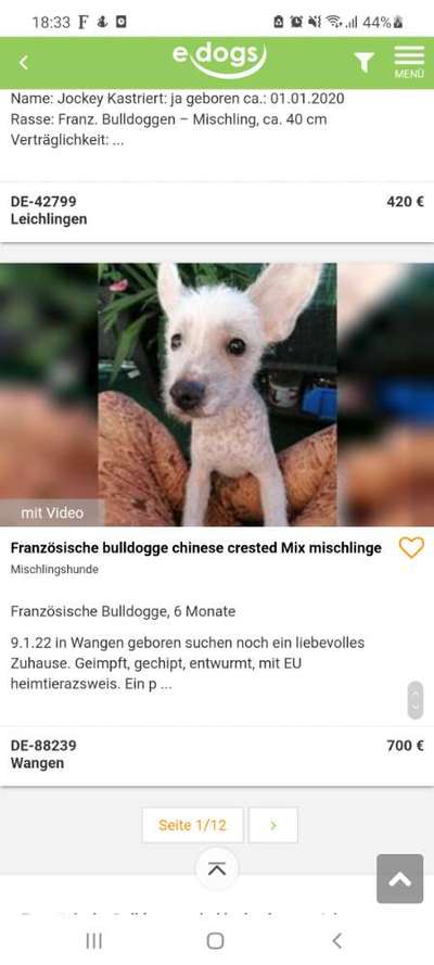 Brachycephale Hunderassen-Beitrag-Bild