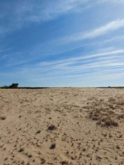 Die wunderschöne Welt mit Hund.-Beitrag-Bild