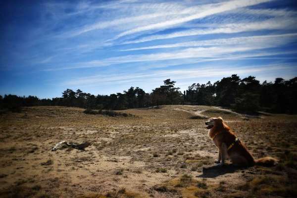 Wanderwege mit Hund-Beitrag-Bild