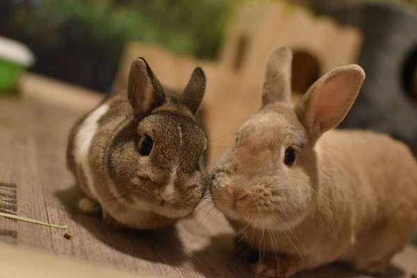 Wie heißt dein Hund?-Beitrag-Bild