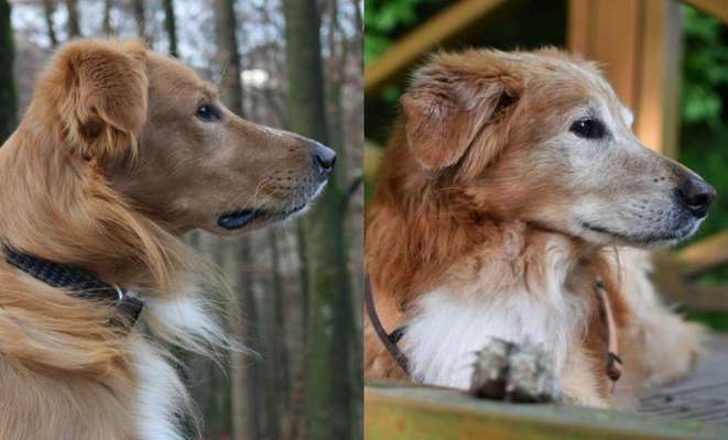 Erfahrung mit älteren Hunden-Beitrag-Bild