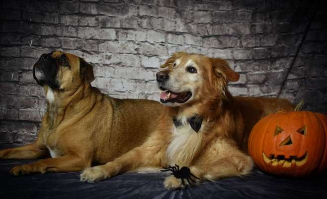 Bester Freund, Hundekumpel - zeigt her!-Beitrag-Bild