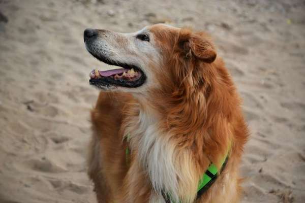 Collies gesucht-Beitrag-Bild