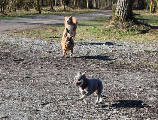 Brachycephale Hunderassen-Beitrag-Bild