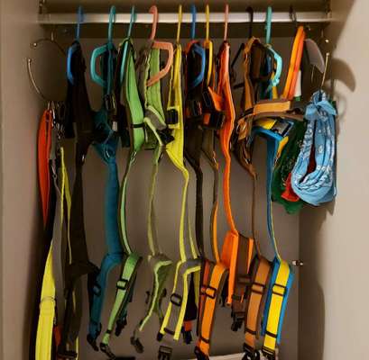 Wieviel Geschirre und Leinen habt Ihr?-Beitrag-Bild