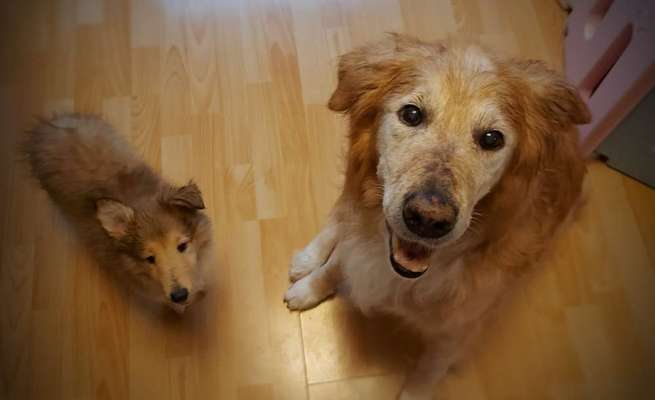 Collies gesucht-Beitrag-Bild