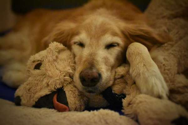 Der Lieblingsplüschi eures Vierbeiners-Beitrag-Bild