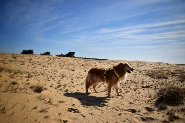 Wanderwege mit Hund-Beitrag-Bild