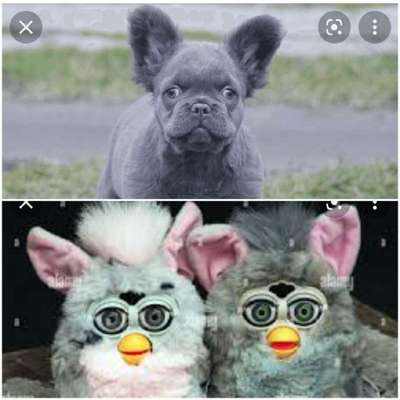 Brachycephale Hunderassen-Beitrag-Bild