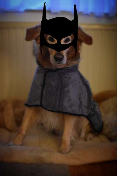 Photomontagen mit Hund-Beitrag-Bild