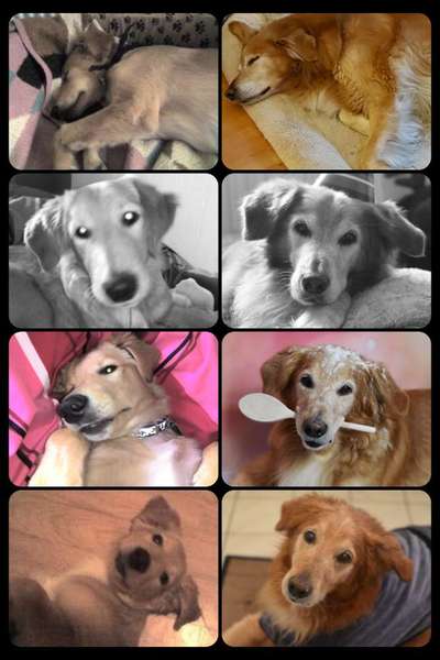 Welpenfotos-Beitrag-Bild