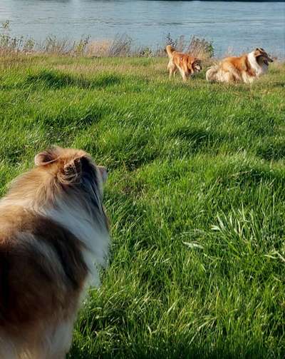 Alles rund um den Schäferhund, diskutieren erwünscht.-Beitrag-Bild