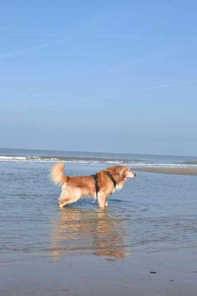 Erfahrung mit älteren Hunden-Beitrag-Bild