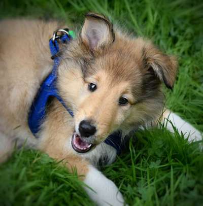 Collies gesucht-Beitrag-Bild