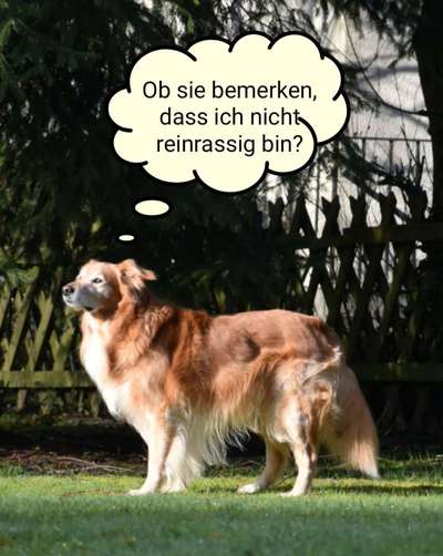 Langhaar Collies-Beitrag-Bild
