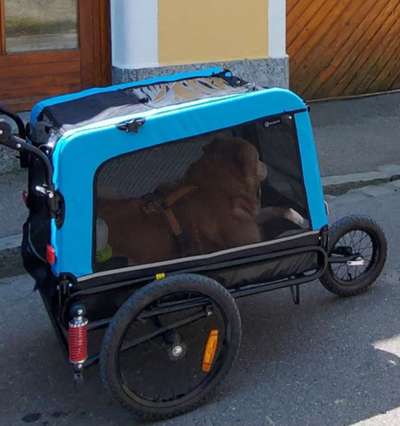 Collies gesucht-Beitrag-Bild