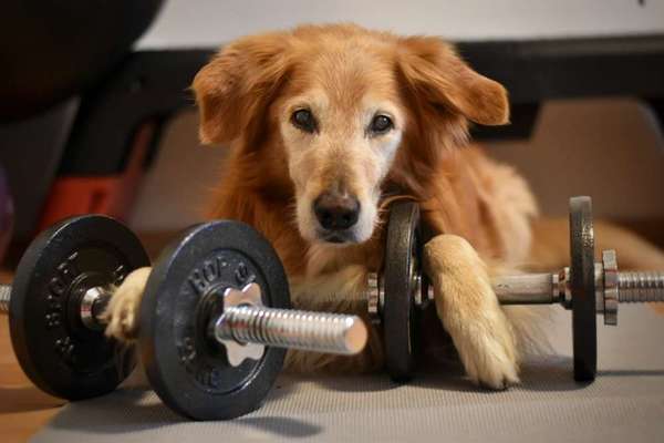 Welche Hunderasse-Beitrag-Bild