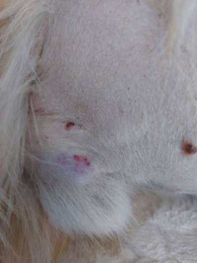 Erfahrung mit älteren Hunden-Beitrag-Bild