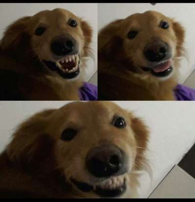 Die besten Hundeblicke 🐾❤️-Beitrag-Bild