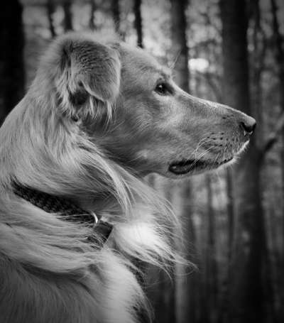 Collies gesucht-Beitrag-Bild