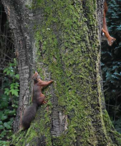 Die wunderschöne Welt mit Hund.-Beitrag-Bild