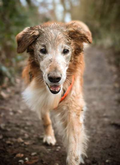 Fotografie / Hundefotografie-Beitrag-Bild