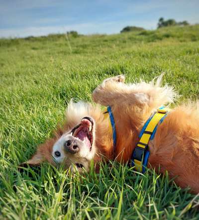 Lustige Grimassen & verrückte Posen-Beitrag-Bild