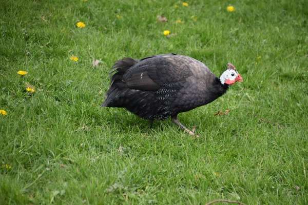 Die wunderschöne Welt mit Hund.-Beitrag-Bild