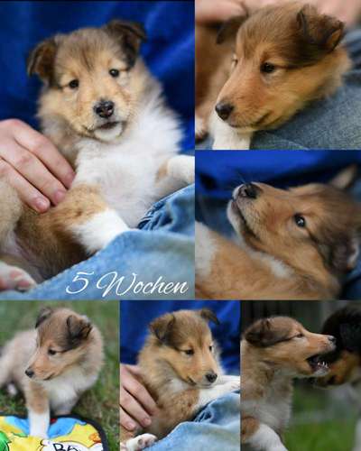 Collies gesucht-Beitrag-Bild