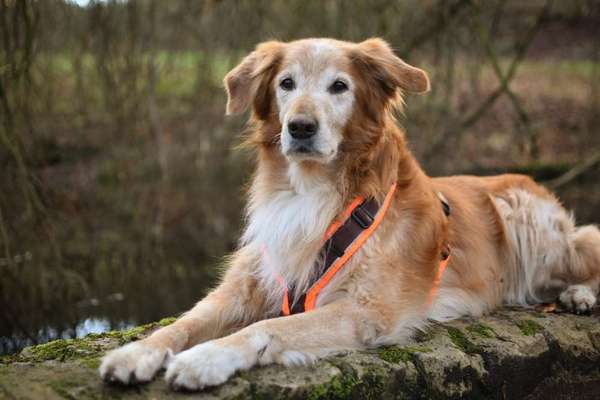 Mischlinge raten - Rätselspaß-Beitrag-Bild