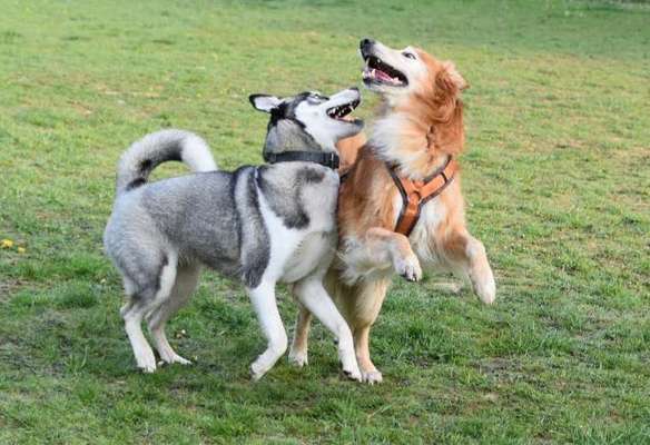 Hunde in Action-Beitrag-Bild