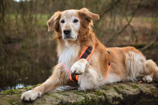 Wie heißt dein Hund?-Beitrag-Bild