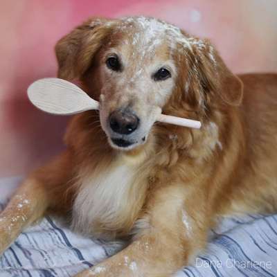 Fotografie / Hundefotografie-Beitrag-Bild