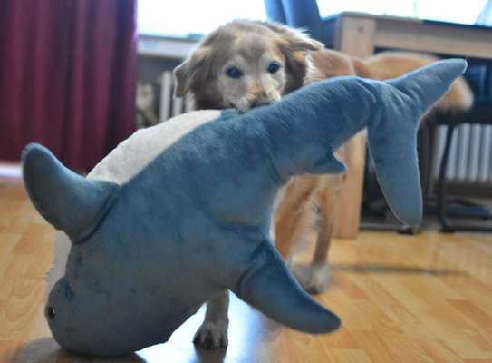 Dogorama Photo Challenge - Apportieren-Beitrag-Bild