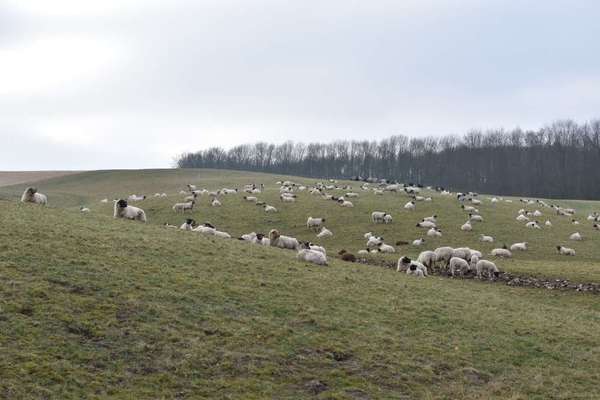 Die wunderschöne Welt mit Hund.-Beitrag-Bild