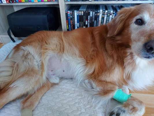 Erfahrung mit älteren Hunden-Beitrag-Bild