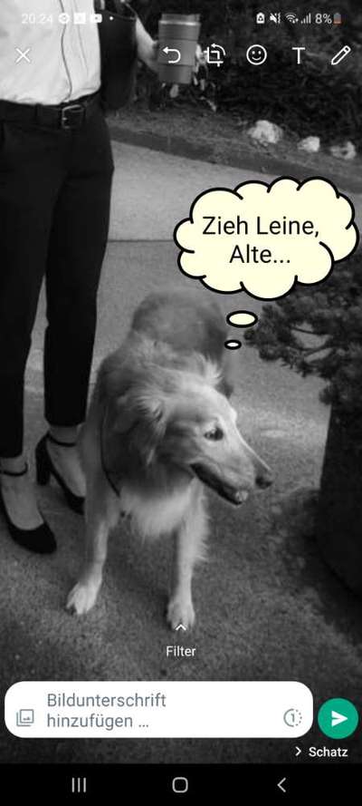 Alles rund um den Schäferhund, diskutieren erwünscht.-Beitrag-Bild