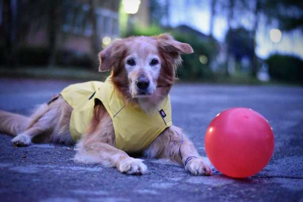 Alles rund um den Schäferhund, diskutieren erwünscht.-Beitrag-Bild