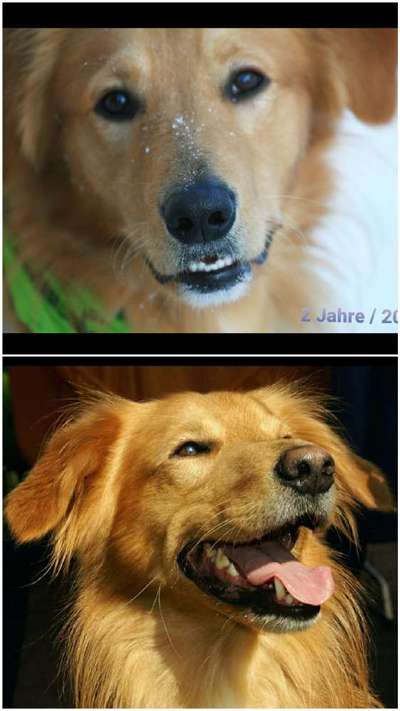 Entfärbung der Hundenase-Beitrag-Bild