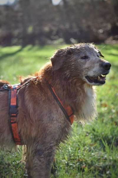Wieviel Geschirre und Leinen habt Ihr?-Beitrag-Bild