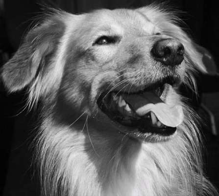 Fotografie / Hundefotografie-Beitrag-Bild