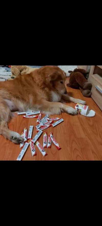 Die kleinen Futtersünden....-Beitrag-Bild