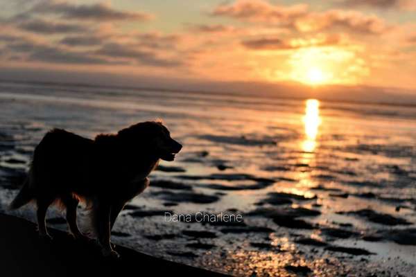 Die wunderschöne Welt mit Hund.-Beitrag-Bild