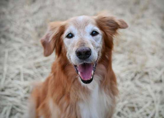 Foto's und Hundemodels-Beitrag-Bild