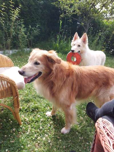 Alles rund um den Schäferhund, diskutieren erwünscht.-Beitrag-Bild