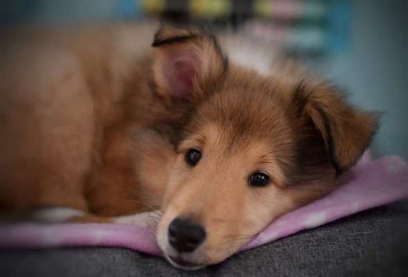 Collies gesucht-Beitrag-Bild