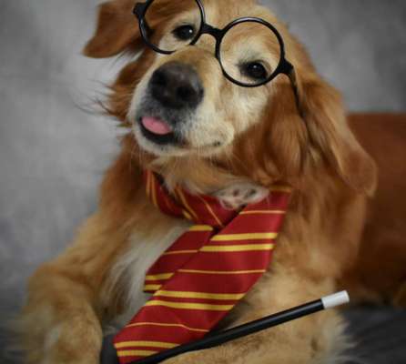 Hier ist der Spaßthread. Zum Schmunzeln und Kaputtlachen-Beitrag-Bild