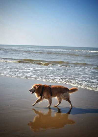 Dogorama Photo Challenge - Tierischer Urlaub-Beitrag-Bild