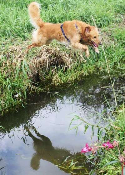 Hunde in Action-Beitrag-Bild